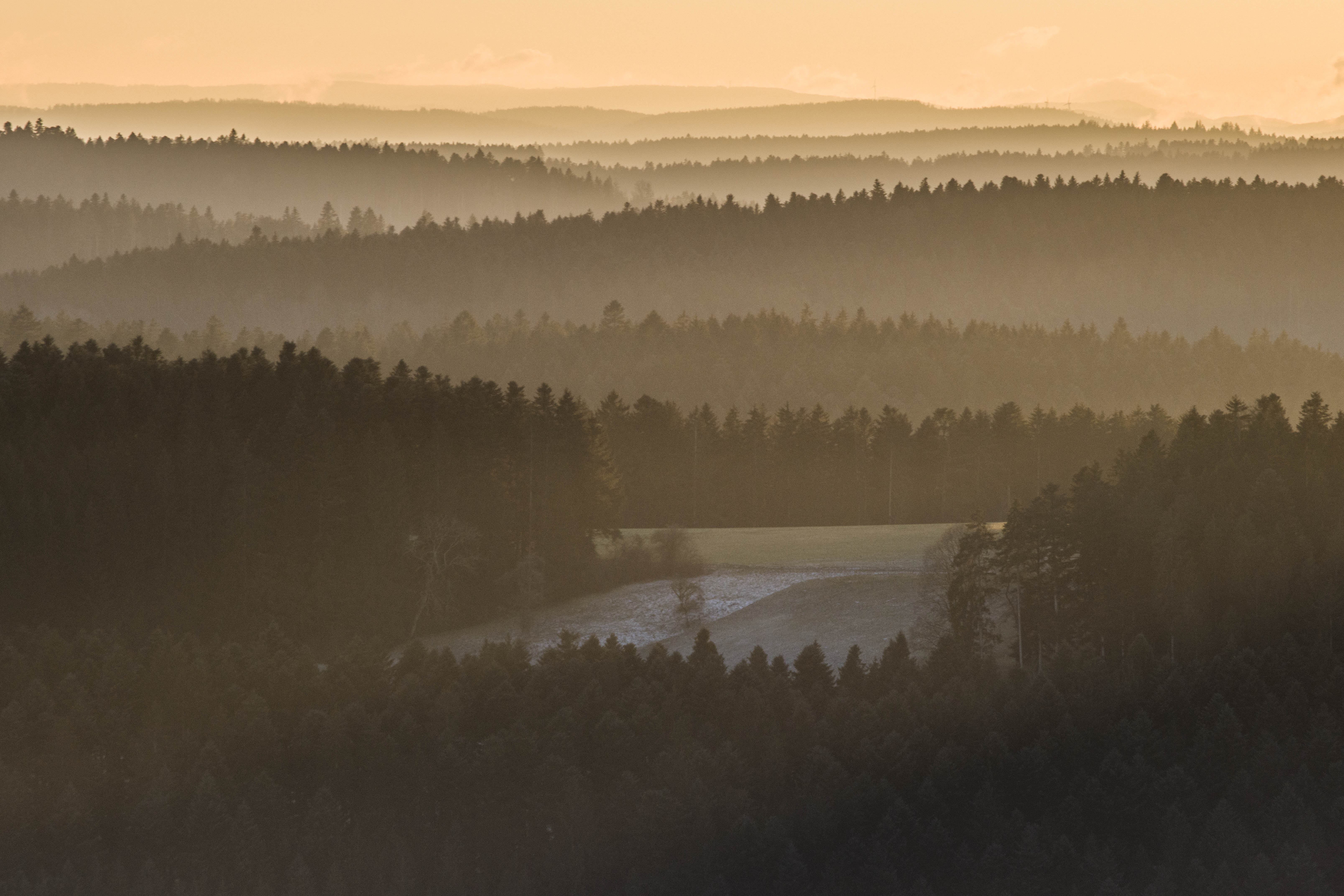 Waldlandschaft fotografiert von Mark Beilharz